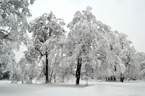 winter tree white