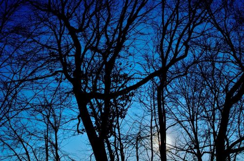 winter trees silhouette