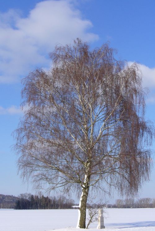 winter snow tree