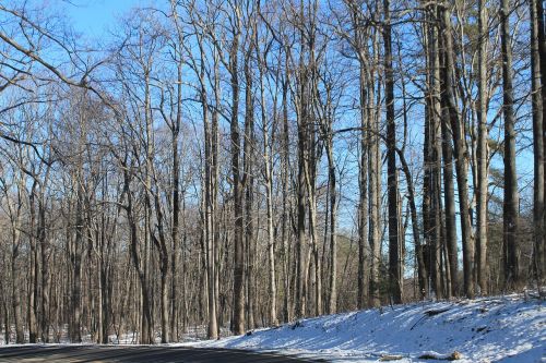 winter trees texture