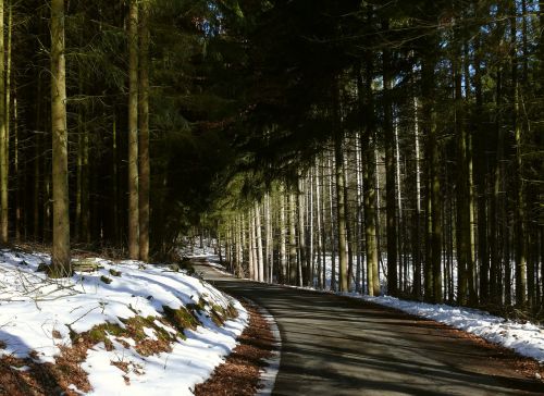 winter forest forest path