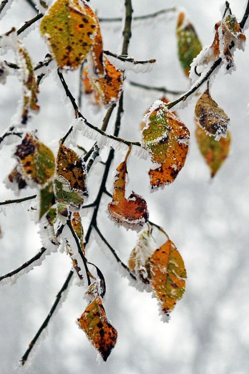 winter frozen icing