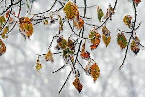 winter frozen icing