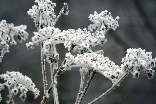 winter frozen icing