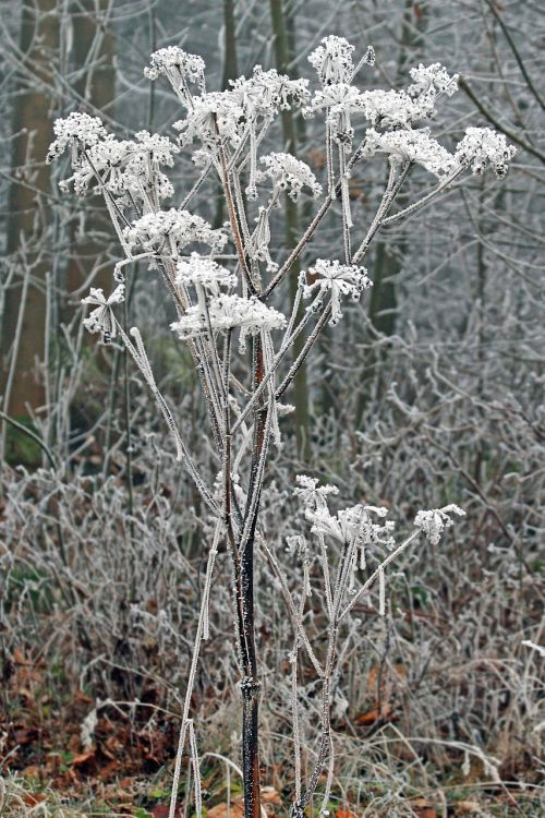 winter frozen icing