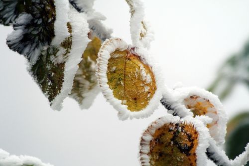 winter frozen icing