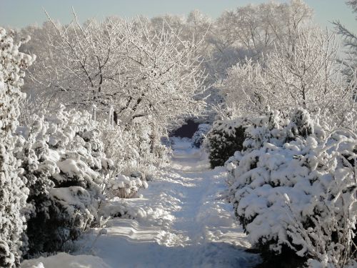 winter snow garden