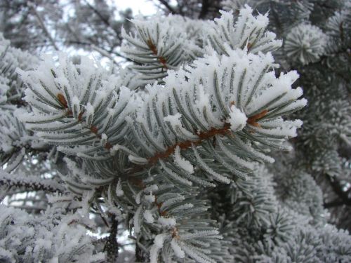 winter snow pine