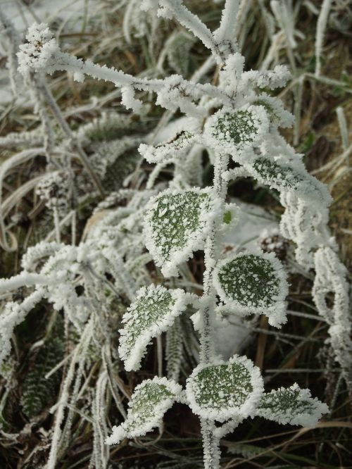 winter frost frozen