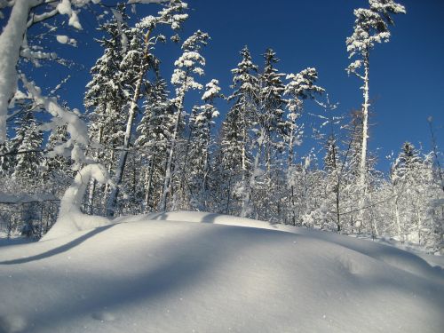 winter snow tree