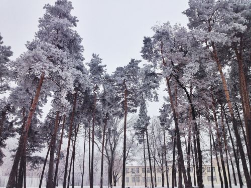 winter schnee bäume