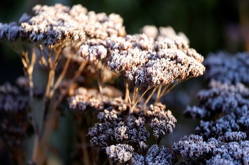 winter frost rime