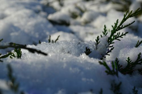 winter snow bush