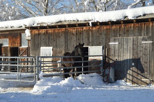 winter sunrise horse