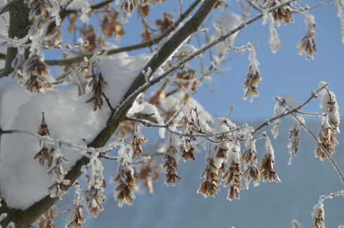 winter frost branch