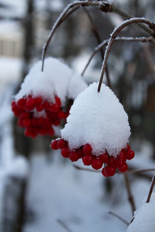winter berries winter magic