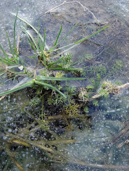 winter frost ice