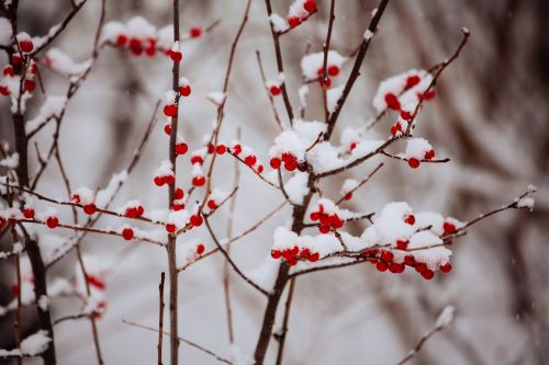 winter snow berries