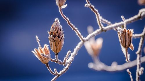 winter nature bud