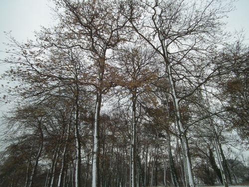 winter trees snowy