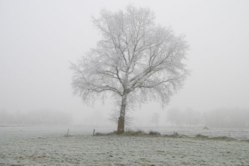 winter frost tree