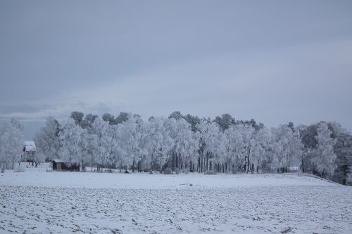 winter tree nature