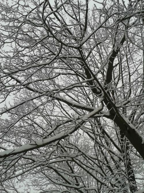 winter snow trees