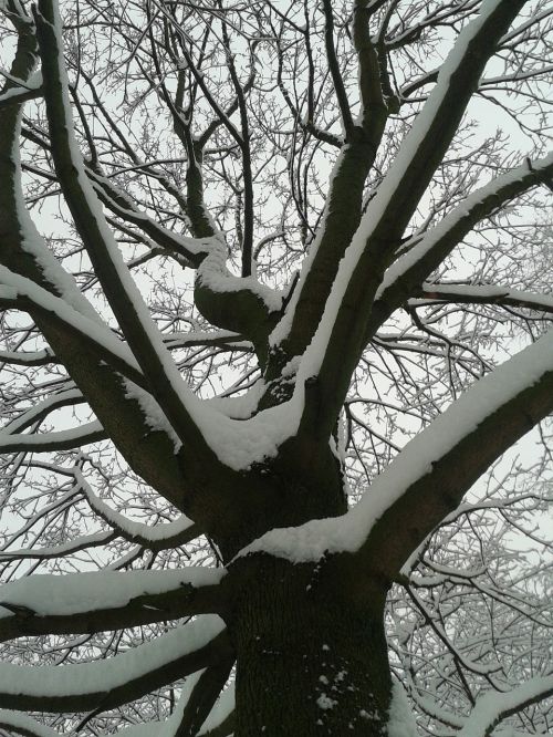 winter snow tree