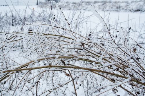 winter bush snow