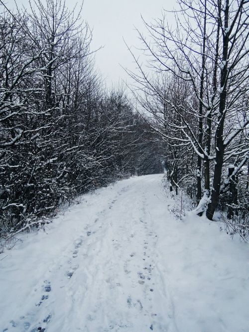 winter path print