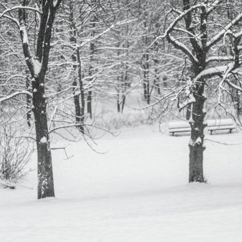 winter snow tree