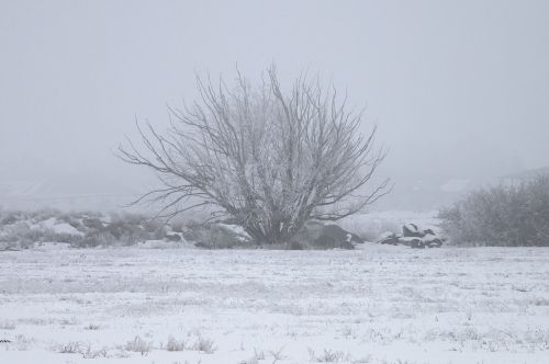 winter ice fog tree