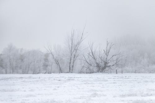 winter ice fog tree