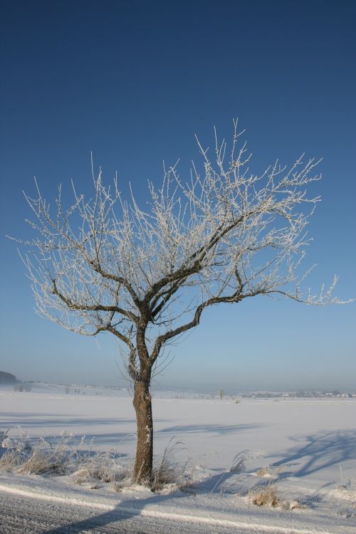 winter tree snow