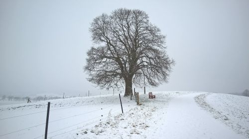 winter snow tree