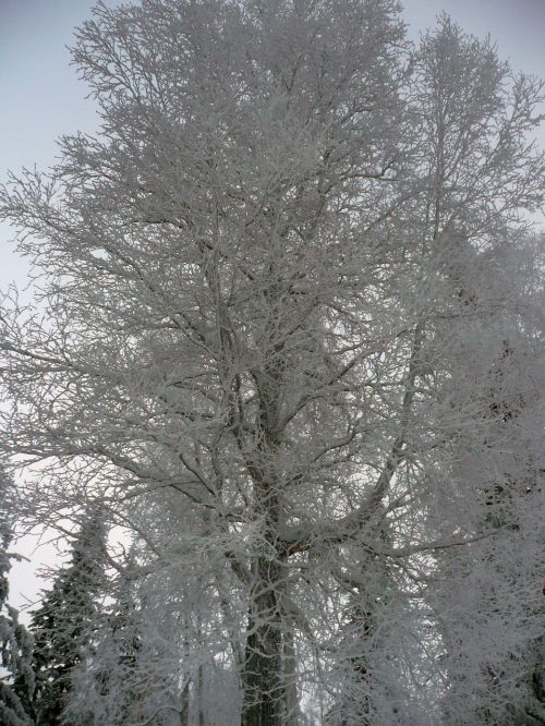 winter trees winter magic