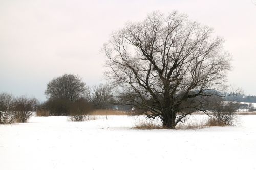 winter snow tree