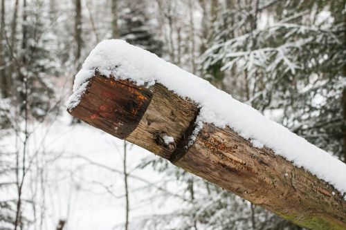 winter stock wood