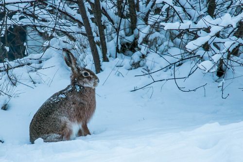 winter hare fur
