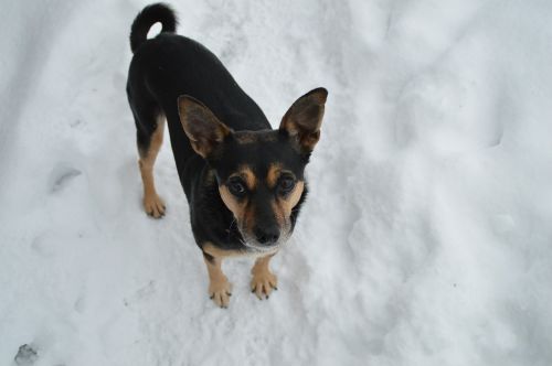 winter dog terrier