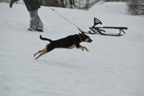 winter dog terrier