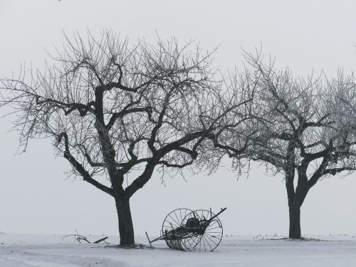 winter trees kahl