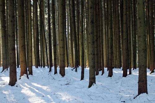 winter forest tree trunks