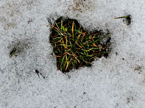 winter snow grass