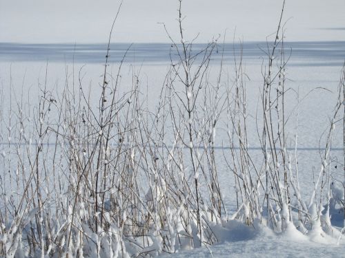 winter snow grass