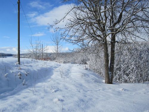 winter snow tree