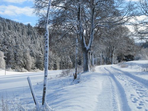 winter snow tree