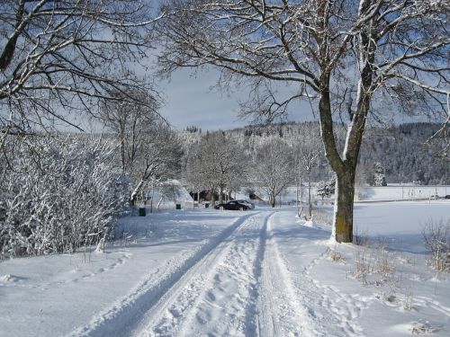 winter snow tree