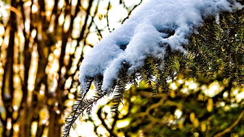 winter fir tree