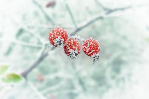 winter frost snow